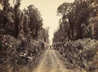 Five Mile Avenue, Forty Mile Bush by James Bragge